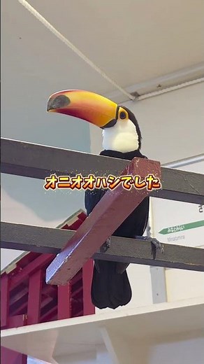 🦜大きなくちばしを手のように上手に使うオニオオハシ🦜 #オニオオハシ #オニオオハシに餌やり #珍しい動物 #アニタッチ #動物好き #birds #animals #whatthepet