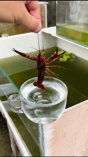 OMG! Epic Prank With Roach #shorts #cockroach #prank