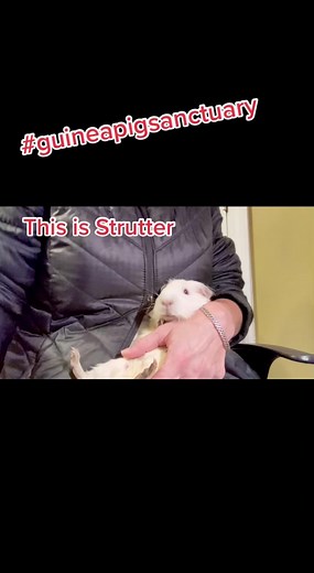 Strutter is one of 49 abused piggies that came into the Guinea pig sanctuary. He is getting fed critical care daily to get his weight up. Please share his story! #guineapigsoftiktok #donate #thankful #abuse #adoptdontshop #animalshaverights #familyvillage #strutter