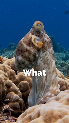 "The Shapeshifting Mimic Octopus" #shorts #animal