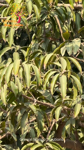 The presence of hard pan in soil can hinder root growth and plant development, ultimately affecting yield. To rectify this situation, it is crucial to diagnose the root cause and adopt a suitable solution, which may involve the application of gypsum to mitigate the effects of high sodium levels in irrigation water or the use of chisel ploughing to address soil compaction. This approach enables the plant to regain its health. | Grewal Mango Solutions
