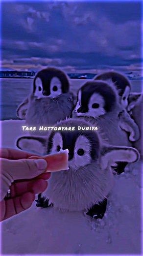 teri yaari teri yaari teri yaari 🥰🌷💗 | teri yaari lyrics status song | cute Penguin lyrics status |