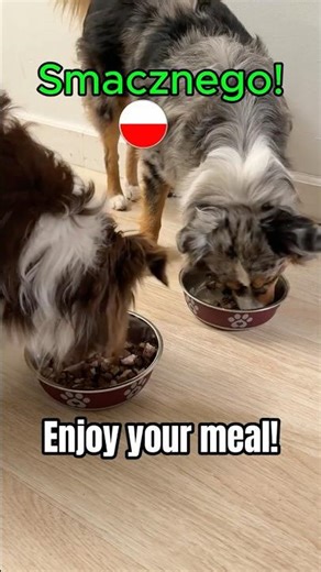 Learn Polish With My DOGS 🐶🇵🇱 | 3 Easy Food Phrases (Jestem głodna, Smacznego, Pyszne!)