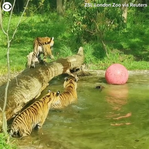 40K views · 4.4K reactions | JUST KEEP SWIMMING: Critically endangered Sumatran tiger cubs Zac and Crispin had their first swimming lesson in a newly filled pond at a zoo in London recently. The pair were seen playing with floating balls while their parents Gaysha and Asim watched nearby. According to the London Zoo, there are only about 300 Sumatran tigers left in the wild, making them the world's rarest subspecies of tigers. | CBS Newspath | Facebook