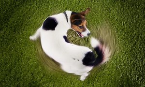 Home Remedies For Dog Biting Tail