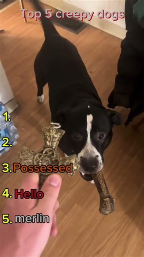 Top 5 scary dog moments. #shorts