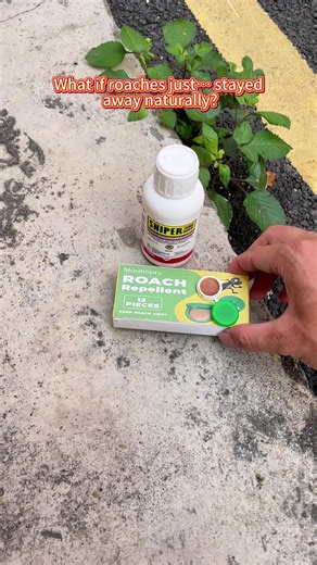 Effective Roach Repellent Tips You Must Try
