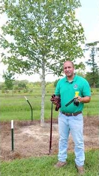 How to stake trees | Get It Growing