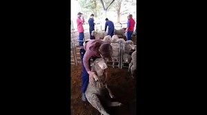 One person sheep handling