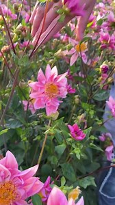 This is a mix of seed that will be part of our upcoming breeding launch (Feb 6. 9am PST) called Dahlia ‘Petite Florets’ that was collected from one of the first (and my personal favorite) dahlias I ever bred named ‘Floret’. Flowers come in a range of pastel tones, including peach, apricot, dusty rose, lavender, sunbleached raspberry, and buttercream, all with a hauntingly beautiful iridescent wash and a large percentage of the blooms are either collaretes or anemones, many of which have snipped 