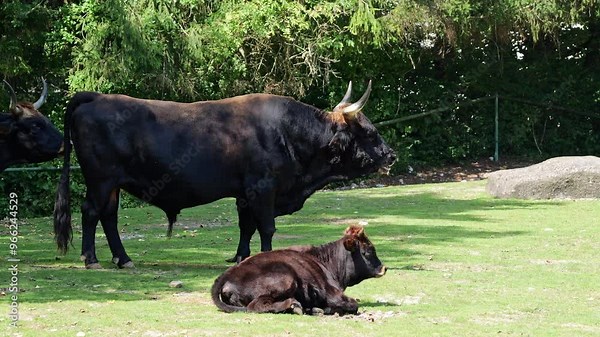Heck cattle, Bos primigenius taurus, claimed to resemble the extinct aurochs. Domestic highland cattle