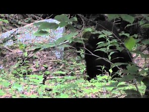 A bear eating a fawn (warning: graphic)