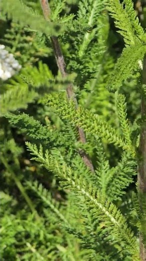 Nature -340, White Yarrow (Achillea millefolium), flowers #naturewithchandra