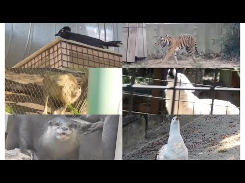 Animal calls I have recorded