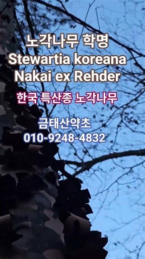노각나무 학명 Stewartia koreana Nakai ex Rehder #노각나무 #노각나무수액 #간경화 #간암 #위장병 #전립선비대증 #간경화복수 #간암복수#위장병