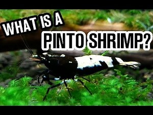 PINTO SPOTLIGHT! WHAT IS A PINTO SHRIMP? Explained in 3 Minutes Flat!