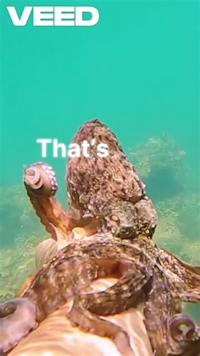 Interesting facts octupus has three hearts #facts #shorts #shortsfeed