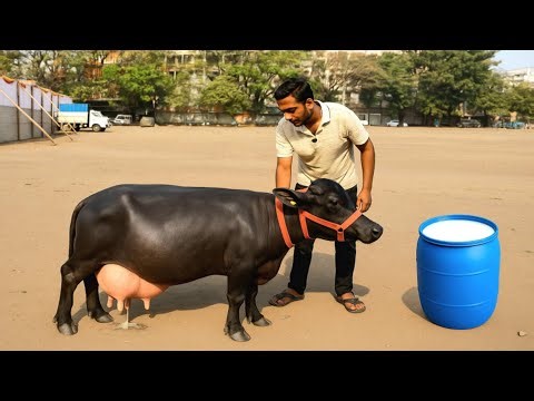 दुनिया के सबसे छोटे जानवर, देखकर यकीन नहीं होगा | Most Smallest Animals In The World