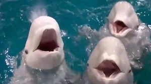 297K views · 6.6K reactions | Three Beluga whale calves celebrate their first 100 days at a breeding base of Chimelong Ocean Kingdom in Zhuhai City, south China's Guangdong Province. Coincidentally, three female Beluga whales gave birth within 13 days in December 2018. This is the first time that three Beluga whales were born into captivity in such a short time. | CGTN | Facebook