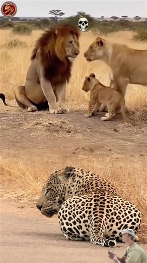 Drama keluarga sang raja rimba, dikepoin Macan Tutul yang mengintip sampai tertawa terpingkal 😂🦁