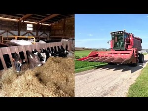 Milking Cows, Baling Hay, and Harvesting Corn! A Full Year On A Dairy Farm! 2025 Recap!