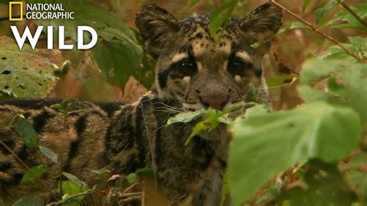 【双语.熟肉】云豹幼崽成长记 | 印度的野生豹（美国 国家地理）