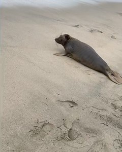 2K views · 49 reactions | California Wildlife Center on Reels | Facebook