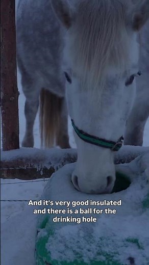 How to manage horses in extreme cold?