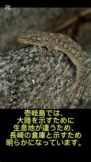 壱岐方面の新種と決まったヤモリへ会う #ニシヤモリ #ヤモリ #gecko #newspecies #新種 #最新ニュース #最新情報 #爬虫類