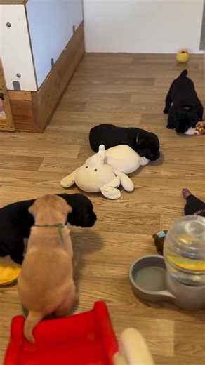 Good morning #labradoretriever #LabPuppies #chocolatelab #puppiesoftiktok #CutePets