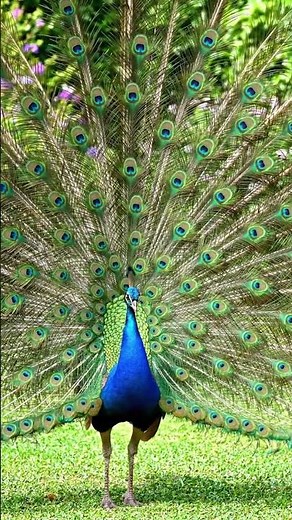 Beautiful Peacock Showing Its Feathers 🦚✨ Amazing Nature