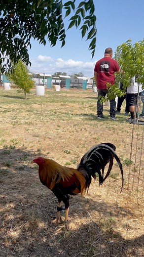 113 reactions | The other vice. #BNTV #BakbakanNa #kalapatids #kalapati Trebor Gearacam Joey Sy Eddieboy Ochoa | Jan So | Facebook