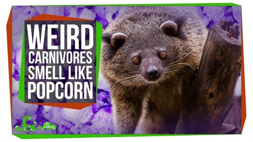 Why these weird carnivores smell like popcorn