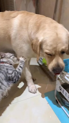 Love ❤️ cats ❤️ - - - - - #catlover #catlove #cutecats #catlife #funnycats #catmom #catdad #comicstrips #cartoon #comicart #digitalart #illustration #drawing #sketch #artwork #artist #comiclife #dailycomics #funny #picklescomichub #artistsoninstagram #love #pets | Mia Cat