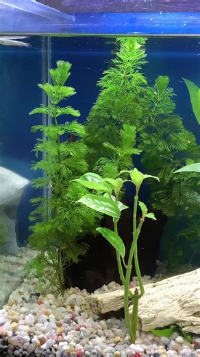 The Aquarium Addict (@the.aquarium.addi)’s videos with original sound - JessieMarieVilla