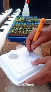 Cara membuat media tanam hidroponik dengan menggunakan styrofoam." #jangkauanluas #tanaman #hidroponik #berkebun | Ziadi Pusanti