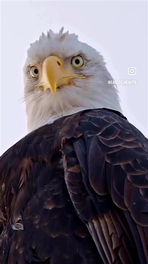 Texas Kajun (@texas_kajun)’s videos with original sound - Swedish military edits