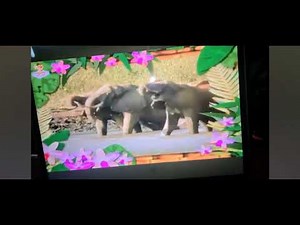 Babytv The Amazing World Elephants