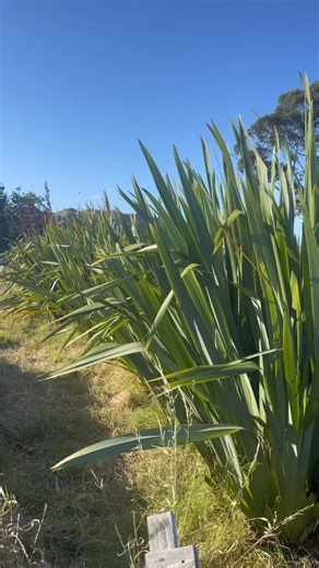 Hone Bailey | Since there are alot of Harakeke in flower at the moment this kōrero has popped up alot over the last couple of weeks as I have been... | Instagram