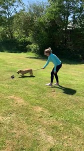 Who loves Labradors??? 🐶🐶🐶🐶 Post your Labrador Below!!! | absoluteDOGS