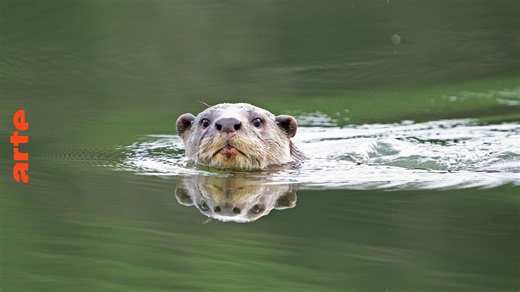 Loutres d’Asie, une vie sur le fleuve - Regarder le documentaire complet