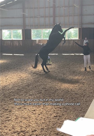 Training a Young Stallion: My Equine Journey
