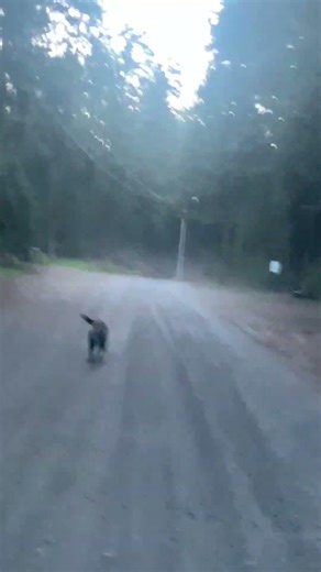 Dog Chasing Me! #dog #chase #scary #pets #horror #scarystories #trending #youtubeshorts