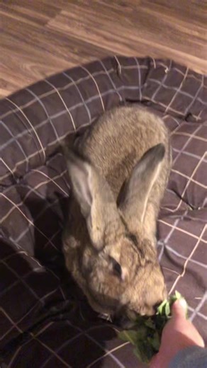 Nibbles loves his breakfast #rabbit #rabbitsoftiktok