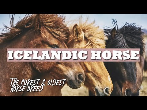 Icelandic Horse-One of The Purest and Oldest Horse Breeds in The World. #horse #history #iceland