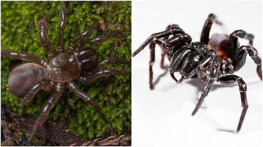 Las arañas más temibles del mundo