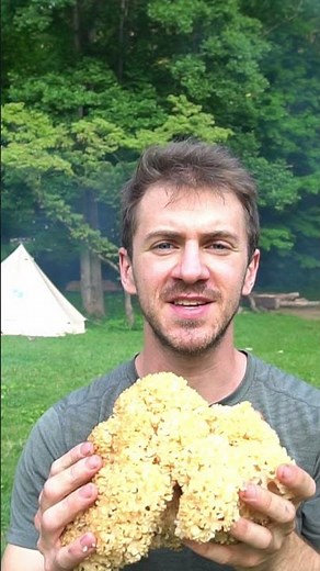 Cauliflower Mushroom: Foraging and Cooking Wild Mushrooms. Bushcraft Cooking Sparassis Recipe