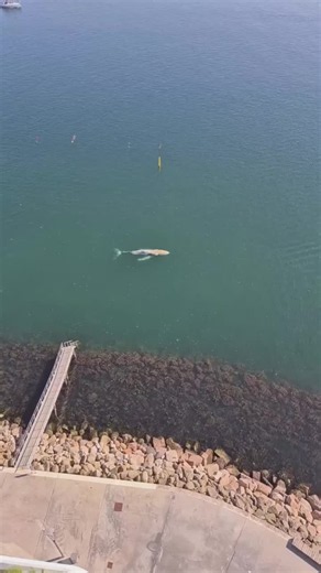 🐋 Neue Sichtung von Buckelwal Hartwin in Aarhus Der Buckelwal Hartwin wurde am Donnerstag erneut in Aarhus (Dänemark) gesichtet. Das beeindruckende Meeressäugetier tauchte in der Nähe einer beliebten Badestelle auf und zog die Aufmerksamkeit zahlreicher Badegäste und Passanten auf sich. Hartwin hält sich inzwischen seit mehreren Wochen in dänischen Gewässern auf und wurde bereits an verschiedenen Orten beobachtet. Fachleute verfolgen seine Wanderung weiterhin aufmerksam und hoffen, dass der Wal