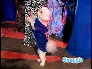 Fred Vanore Snuggie Macarena 30 Sec Main Blue Moon Studios