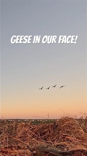 Calling Geese Straight to the Decoys #shorts #goosecalling #goosehunting #geesehunting #duckhunting